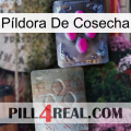 Píldora De Cosecha 38